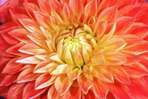 Asteraceae Prints: USA, Washington State, Sammamish. Dahlia closeup