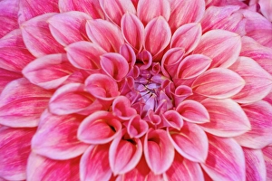 Asteraceae Prints: USA, Washington State, Sammamish. Dahlia closeup