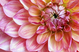 Asteraceae Prints: USA, Washington State, Sammamish. Dahlia closeup