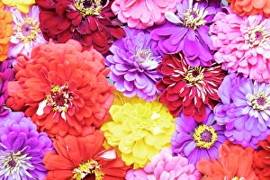 Asteraceae Prints: USA, Washington State, Sammamish. Dahlia design