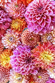 Asteraceae Prints: USA, Washington State, Sammamish. Dahlia design