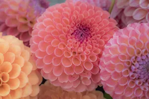 USA, Washington State, Sammamish Dahlia flower design and patterns