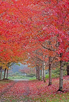 USA, Washington State, Sammamish fall colors on red maple trees lining lane