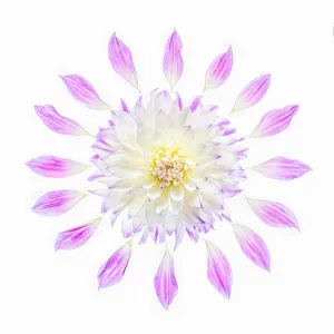 Asteraceae Prints: Usa, Washington State, Sammamish. Flower Design