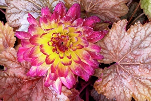 Frost Prints: USA, Washington State, Sammamish. Frosted dahlia