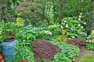 Images Dated 7th September 2024: USA, Washington State, Sammamish. Garden