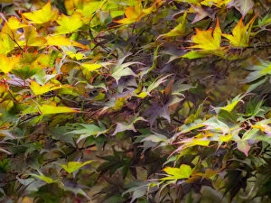 USA, Washington State, Sammamish Japanese Maple leaves