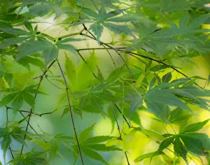 Images Dated 12th July 2022: USA, Washington State, Sammamish Japanese Maple leaves