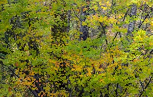 USA, Washington State, Sammamish Japanese Maple leaves with fall colors