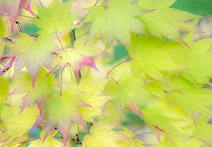 USA, Washington State, Sammamish Japanese Maple leaves fall colors in gold and reds