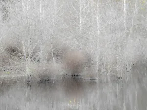 New Images August 2022 Prints: USA, Washington State, Sammamish springtime and alder trees and their reflections in small pond