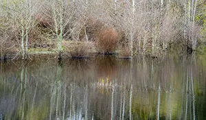 USA, Washington State, Sammamish springtime and alder trees and their reflections in small pond