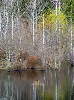 USA, Washington State, Sammamish springtime and alder trees and their reflections in small pond