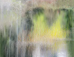 New Images August 2022 Prints: USA, Washington State, Sammamish springtime willow trees in early spring in small pond