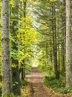 USA, Washington State, Sammamish with trail edged by evergreens and maple trees