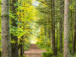 Images Dated 28th April 2022: USA, Washington State, Sammamish with trail edged by evergreens and maple trees