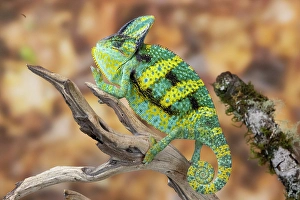 Hollice Looney Prints: USA, Washington State, Sammamish. Veiled chameleon