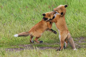 Wrestling Prints: USA, Washington State. San Juan Islands, red fox kits playing