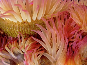 Underwater Prints: USA, Washington State, San Juan Islands