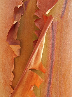 Peeling Prints: USA, Washington State, San Juan Islands