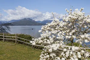 Landscape Prints: USA, Washington State, Scenic Beach State Park. Magnolia tree flowers and Hood Canal