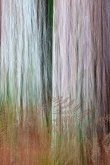 Fern Prints: USA, Washington State, Scenic Beach State Park