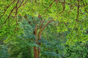 Acer Macrophyllum Prints: USA, Washington State, Scenic Beach State Park