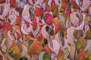 Dogwood Prints: USA, Washington State, Seabeck. Dogwood tree leaves in fall