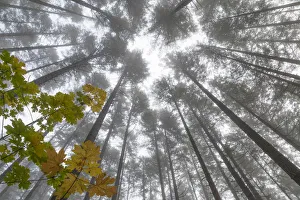 Images Dated 29th October 2017: USA, Washington State, Seabeck. Looking up at trees on foggy morning