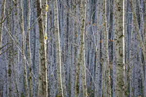 Alder Prints: USA, Washington State, Seabeck. Young alder tree grove