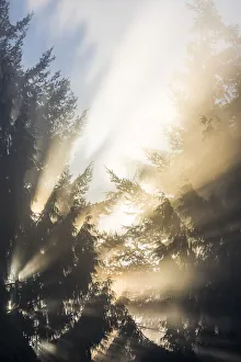 Images Dated 28th October 2017: USA, Washington State, Seabeck. Sun breaking through morning fog