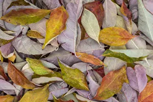 Fallen Prints: USA, Washington State, Seabeck. Fallen dogwood Leaves close-up
