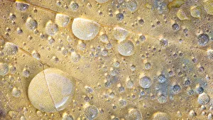Raindrop Prints: USA, Washington State, Seabeck. Raindrops on fallen tulip poplar leaf. Credit as