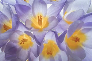 Images Dated 1st February 2018: USA, Washington State, Seabeck. Crocus blooms close-up