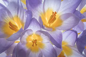Crocus Prints: USA, Washington State, Seabeck. Crocus blooms close-up