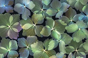 Images Dated 15th November 2017: USA, Washington State, Seabeck. Dried hydrangea blossoms