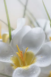 Images Dated 21st February 2018: USA, Washington State, Seabeck. Crocus blooms close-up