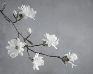 Images Dated 26th March 2018: USA, Washington State, Seabeck. White magnolia flowers and branches
