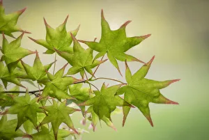 USA, Washington State, Seabeck. Japanese maple tree branch close-up