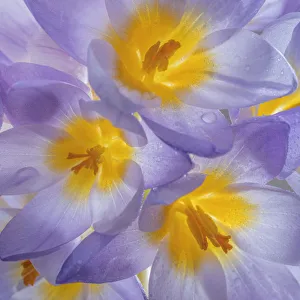 Images Dated 1st February 2018: USA, Washington State, Seabeck. Crocus blooms close-up