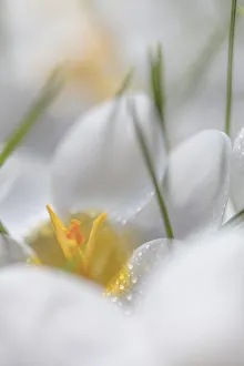 Images Dated 21st February 2018: USA, Washington State, Seabeck. Crocus blooms close-up
