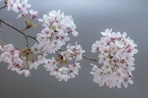 Images Dated 30th March 2018: USA, Washington State, Seabeck. Close-up of cherry blossoms on limb
