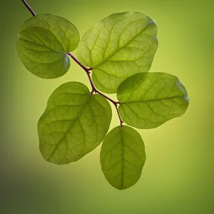 Salal Prints: USA, Washington State, Seabeck. Salal leaves close-up