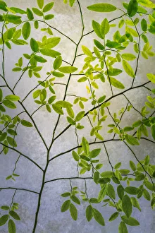 USA, Washington State, Seabeck. Red huckleberry branches and foliage