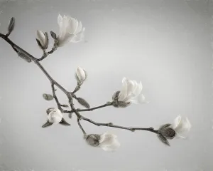 Images Dated 26th March 2018: USA, Washington State, Seabeck. White magnolia flowers and branches