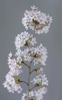 Images Dated 30th March 2018: USA, Washington State, Seabeck. Close-up of cherry blossoms on limb