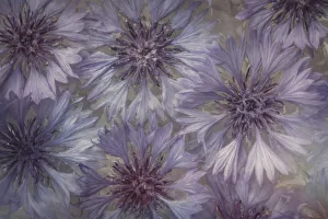 Images Dated 10th May 2018: USA, Washington State, Seabeck. Bachelor buttons flowers close-up