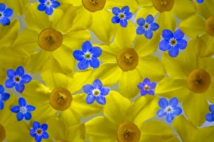 Floating Prints: USA, Washington State, Seabeck. Narcissus and Forget-me-not flowers
