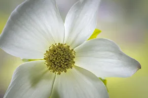 USA, Washington State, Seabeck. Pacific dogwood blossom close-up