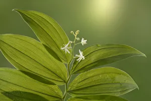 USA, Washington State, Seabeck. Starry Solomons seal leaves and flowers. Credit as